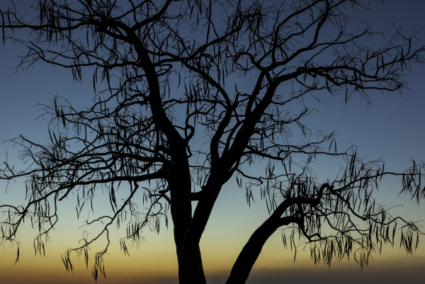 silhouetted tree at sunset etosha