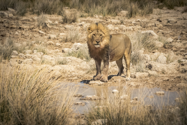 lion panthera leo drinking