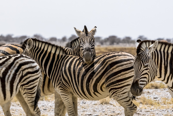 herd of plains zebra equus