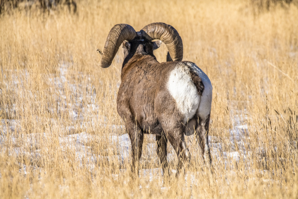bighorn sheep ram ovis canadensis