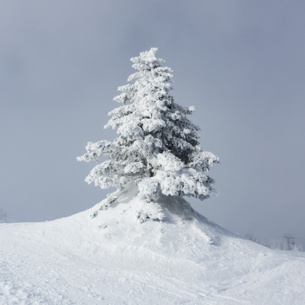 snow covered tree against a blue