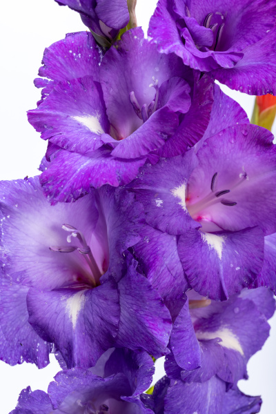 close up of beauty violet gladiolus