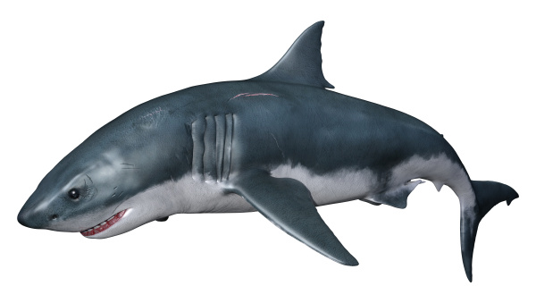 3d rendering shark on white