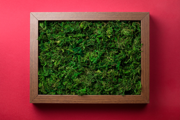 wooden frame with green moss