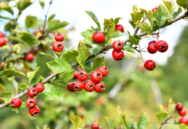 red fruits of the hawthorn