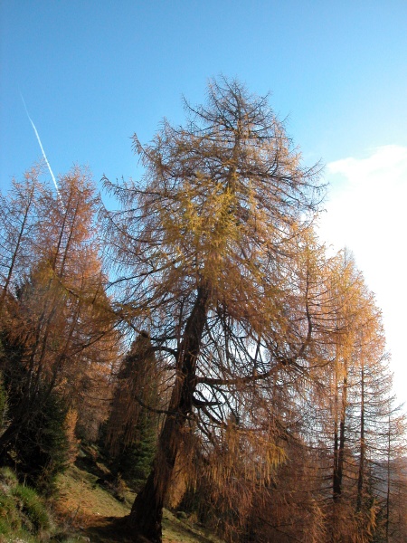 larch trees on a sunny autumn