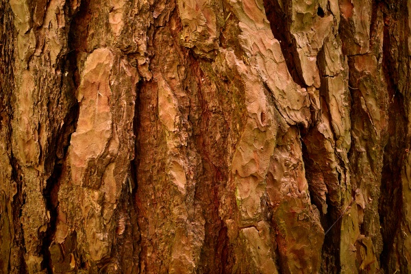 pinus sylvestris bark of aged