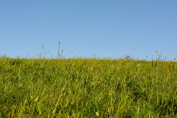 green meadow with copy space