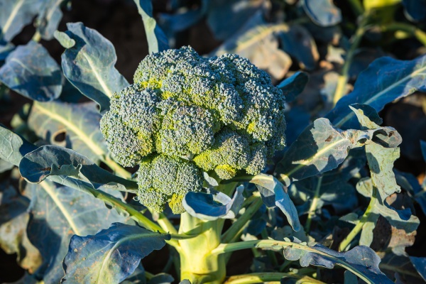 agriculture production of broccoli