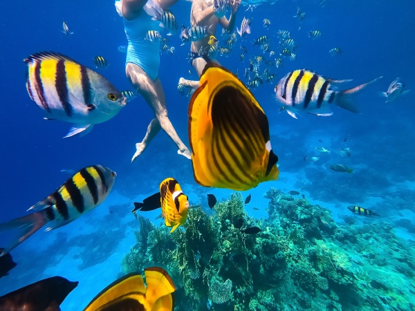 underwater, colorful, tropical, fishes, - 28858055