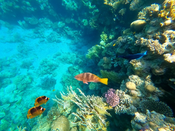 underwater, colorful, tropical, fishes, - 28863328
