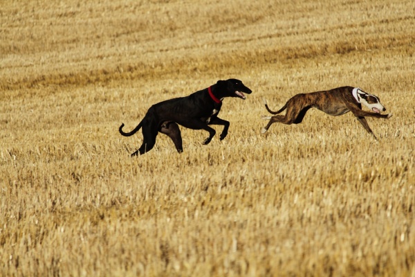 spanish greyhound in mechanical hare race