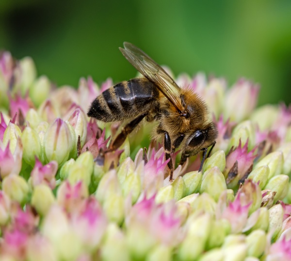 bee on sedum flower blossoms