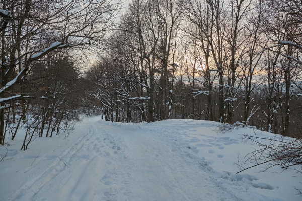 winter forest path walk