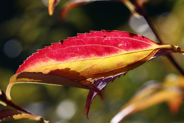 a red yellow glowing autumn leaf