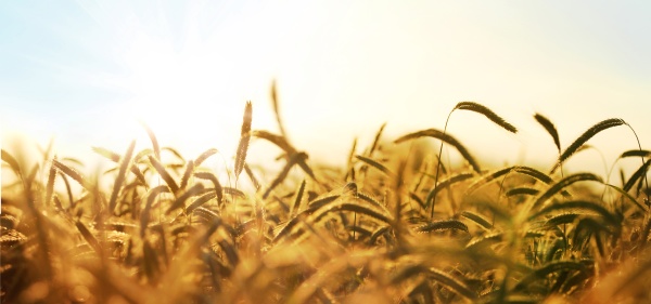barley field panorama in the sun