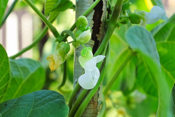 macro view of bean blossoms blooming