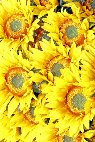 sunflowers detail