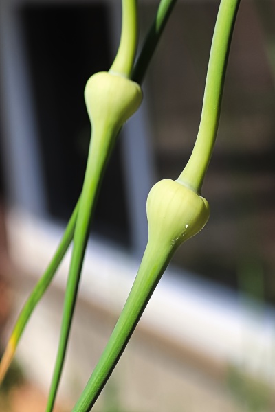 a vertical closeup of garlic scape