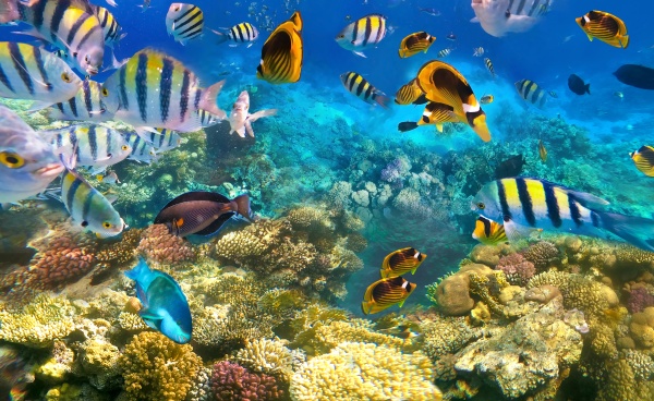 underwater, colorful, tropical, fishes, - 28976211