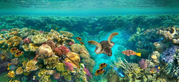 underwater, world, , coral, fishes, of - 28998287