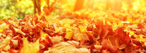 colorful bright leaves falling in autumnal