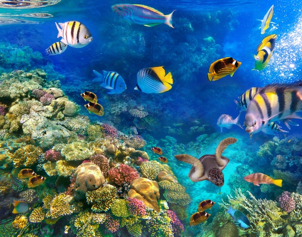 underwater, world, , coral, fishes, of - 28999251