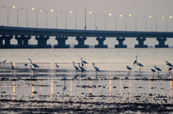 cranes bird rest at coastal