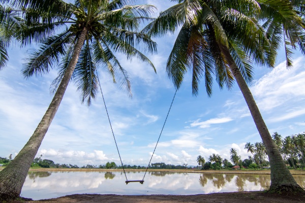 swing in coconut farm