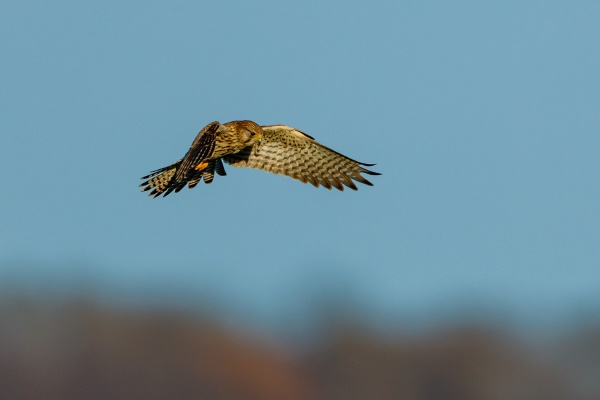 a hunting kestrel in the air