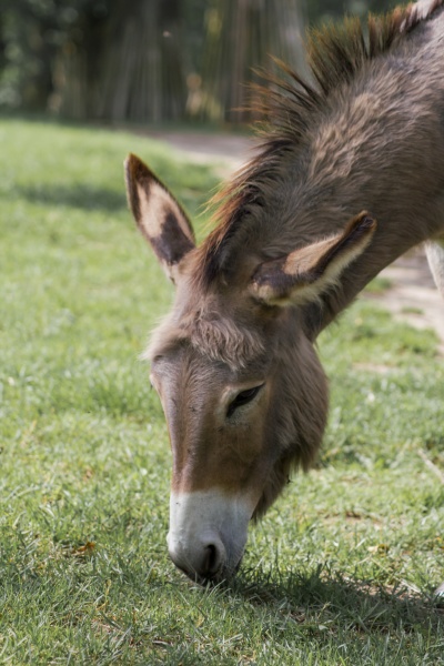 a donkey grazing in a meadow