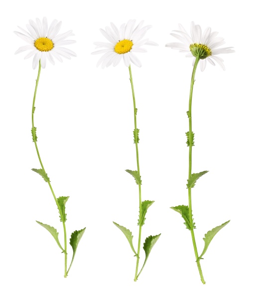 white marguerites from different sides
