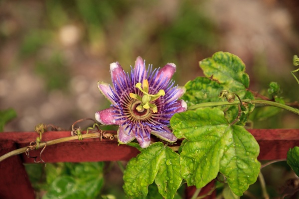 purple blue passion flower vine plant