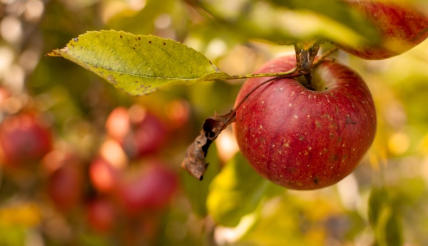 fresh red apple fruits