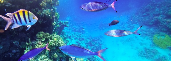 underwater, colorful, tropical, fishes, - 29020940