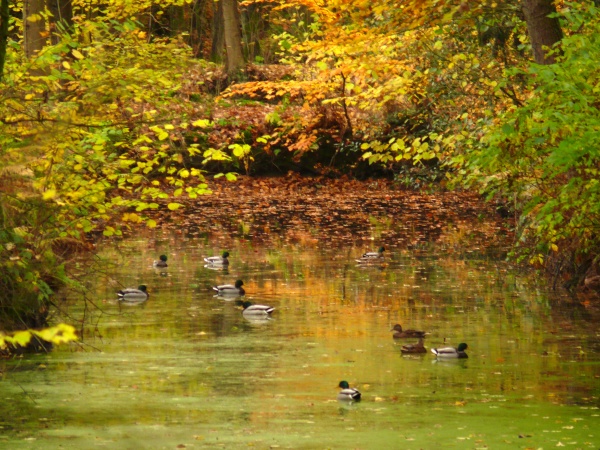 pond autumn ducks