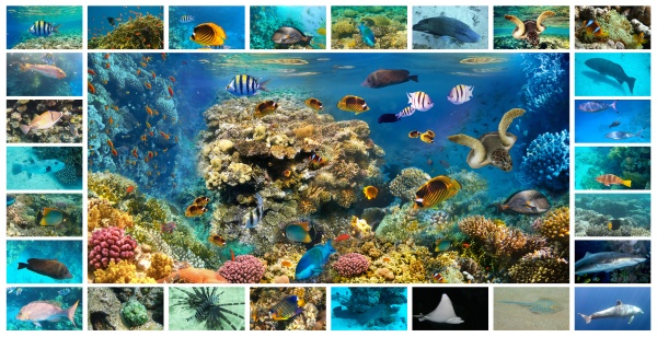 collage of underwater images collection