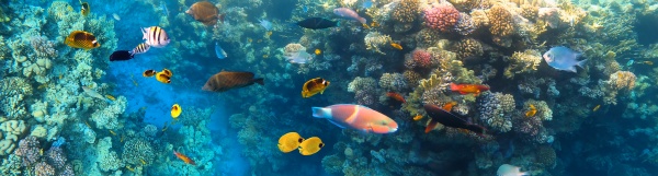 underwater, colorful, tropical, fishes, - 29051963
