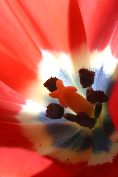 red tulip flower inside view close