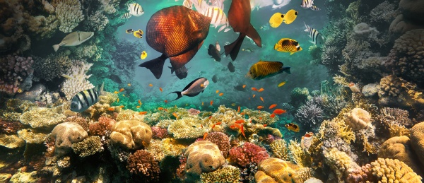 underwater colorful tropical fishes