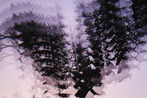 multiple image silhouetted tree against purple