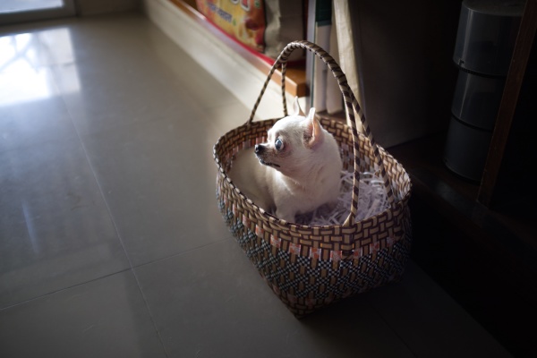 a cute chihuahua in a basket