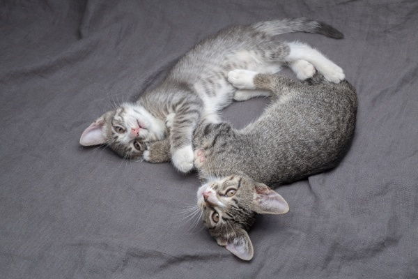 a pair of playful young gray