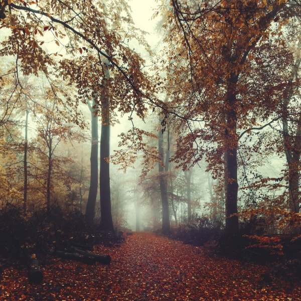 footpath in misty autumn forest at