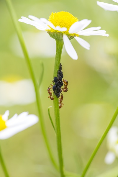 chamomile flower with ants and lice