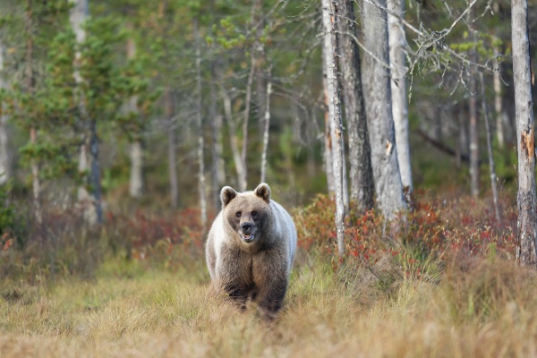 finland kainuu brown bear