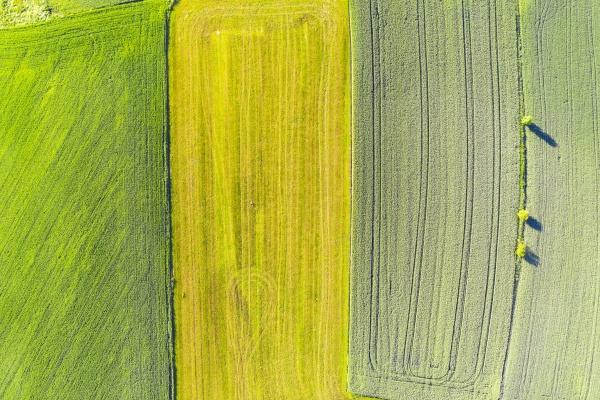 drone view of green and yellow