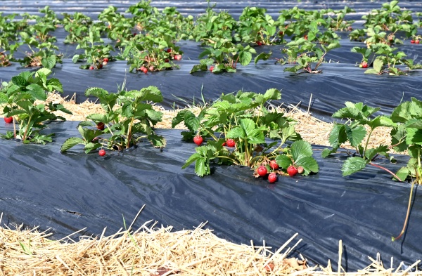 strawberries in herxheim