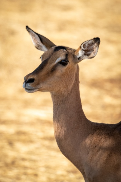 close up of female common impala