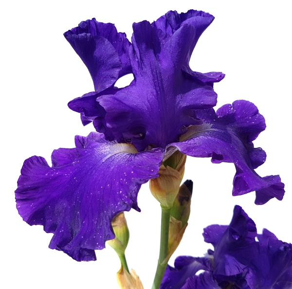 schwertlilie iris barbata elatior